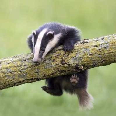 Badger1